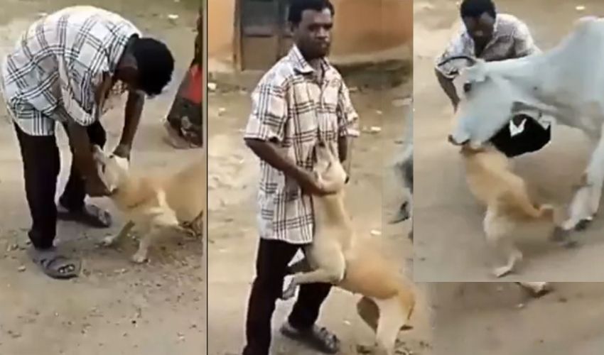 Viral Video : కుక్కను చిత్రహింసలు పెడుతున్న వ్యక్తిని కుమ్మిపారేసిన ఆవు Viral Video : కుక్కను చిత్రహింసలు పెడుతున్న వ్యక్తిని కుమ్మిపారేసిన ఆవు