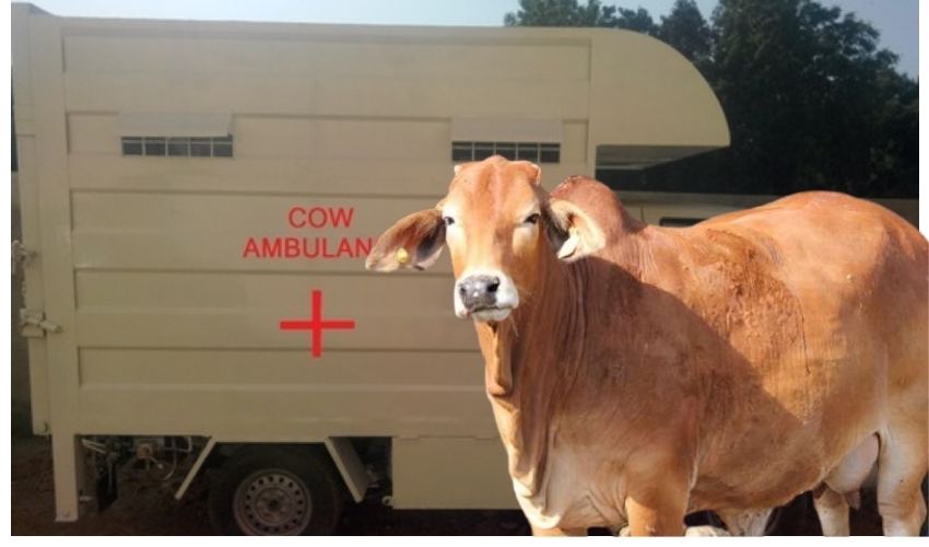 Cow