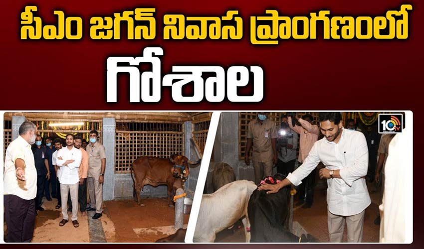 సీఎం జగన్ నివాస ప్రాంగణంలో గోశాల