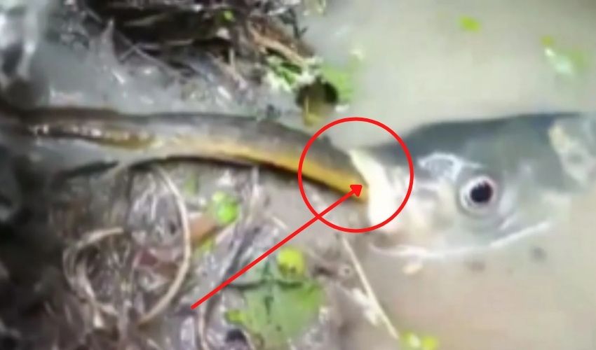 How This Fish Swallowed Long Snake Snake