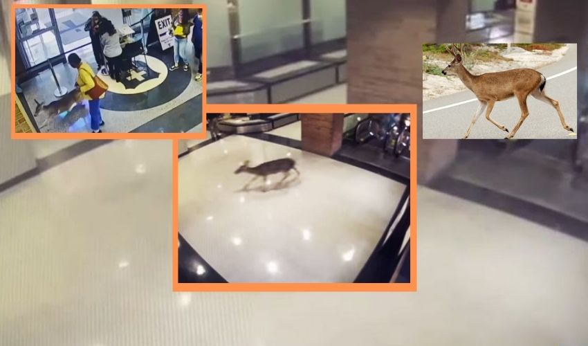 Injured Deer Runs to Hospital : కారు ఢీకొని గాయాలు..ఆసుపత్రికి వచ్చి మరీ చికిత్స చేయించుకున్న జింక Injured Deer Runs to Hospital : కారు ఢీకొని గాయాలు..ఆసుపత్రికి వచ్చి మరీ చికిత్స చేయించుకున్న జింక