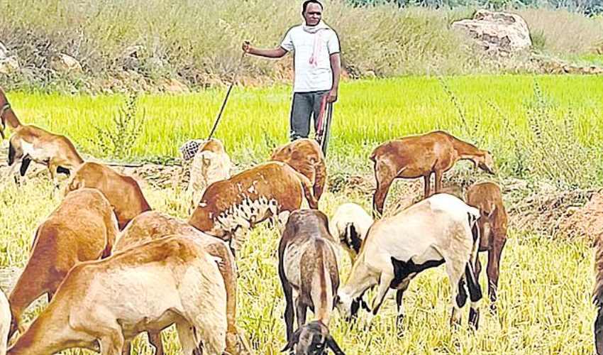 MPTC : గొర్రెల కాపరిగా మారిన ఎంపీటీసీ.. రోజు కూలి రూ.500 MPTC : గొర్రెల కాపరిగా మారిన ఎంపీటీసీ.. రోజు కూలి రూ.500