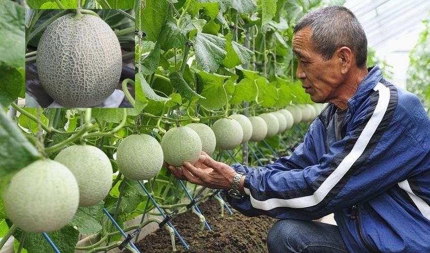 Most Expensive Fruit: సూర్యకాంతిలో పెరిగే పండు..కిలో రూ.రూ.20 లక్షలు | Most Expensive Fruit Yubari Melon