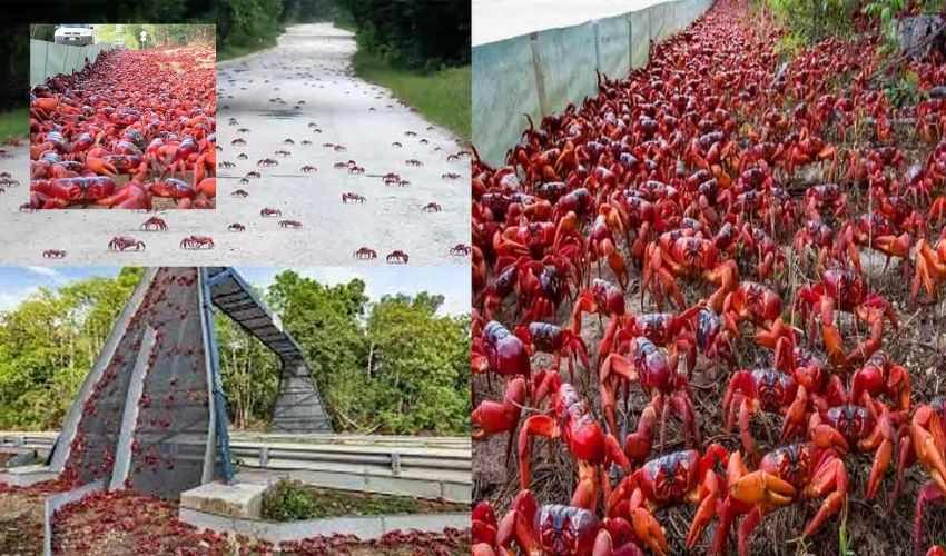 Red Crabs On Roads,hoses (1)