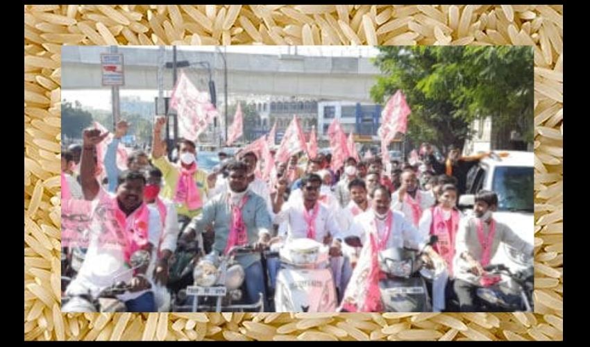 Rice