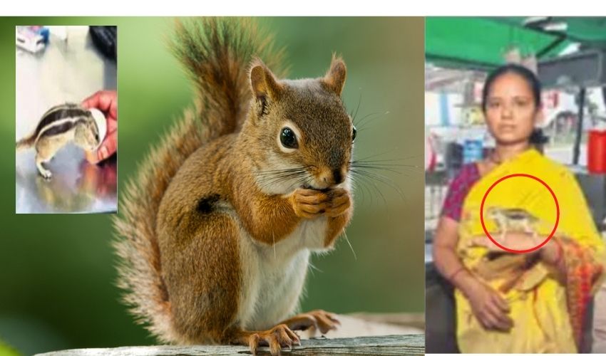 Squirrel Play With Humans
