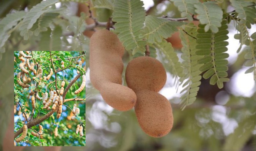 Tamarind : చింతపండు ఆరోగ్యానికి ప్రయోజనకరమా? Tamarind : చింతపండు ఆరోగ్యానికి ప్రయోజనకరమా?