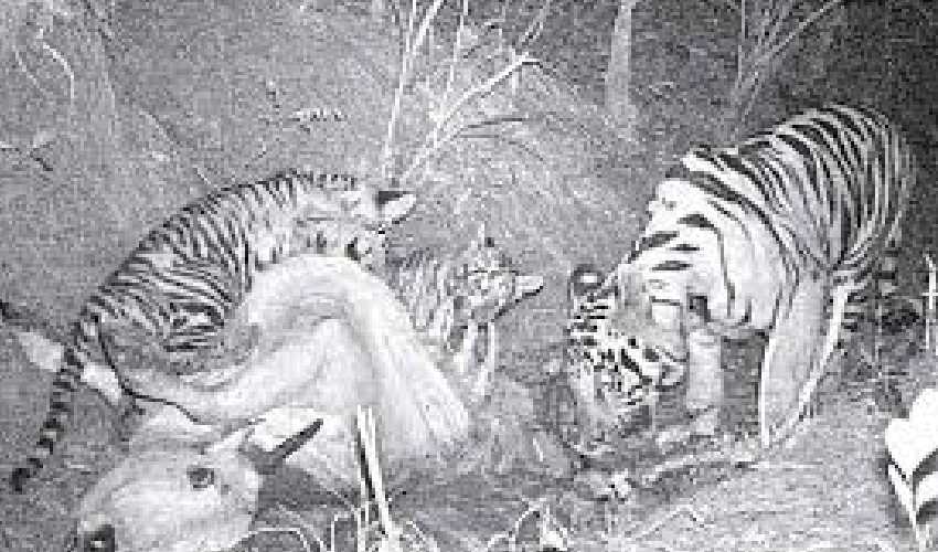Tigers In Khammam District