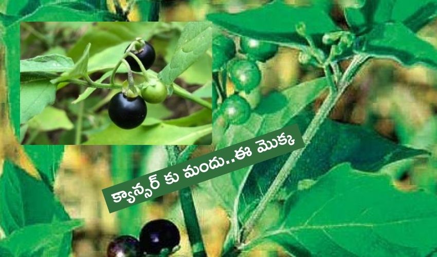 cancer Medicine : ‘మనతక్కలి’ మొక్కతో క్యాన్సర్ మందు..అధికారికంగా గుర్తించిన అమెరికా ఎఫ్డీఏ cancer Medicine : ‘మనతక్కలి’ మొక్కతో క్యాన్సర్ మందు..అధికారికంగా గుర్తించిన అమెరికా ఎఫ్డీఏ