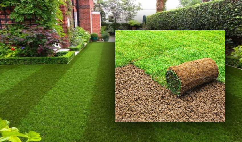 Carpet Grass