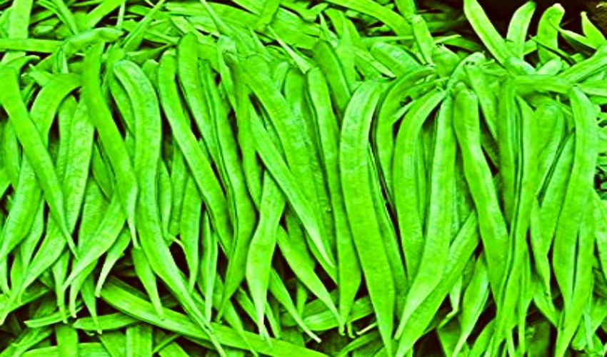 Cluster Beans