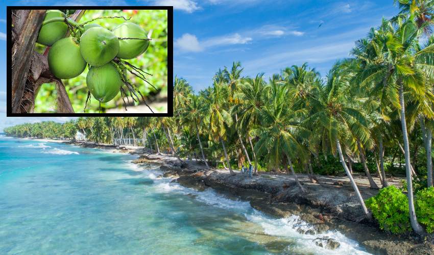 Coconut Varieties : అధిక దిగుబడినిచ్చే కొబ్బరి రకాలు Coconut Varieties : అధిక దిగుబడినిచ్చే కొబ్బరి రకాలు