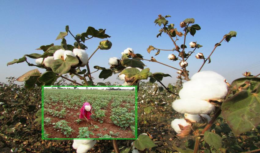Cotton