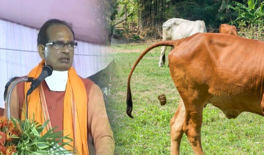 Cow Dung: ఆవు పేడ, మూత్రం లాభాల గురించి రైతులకు తెలియజెప్పాలి – సీఎం Cow Dung: ఆవు పేడ, మూత్రం లాభాల గురించి రైతులకు తెలియజెప్పాలి – సీఎం