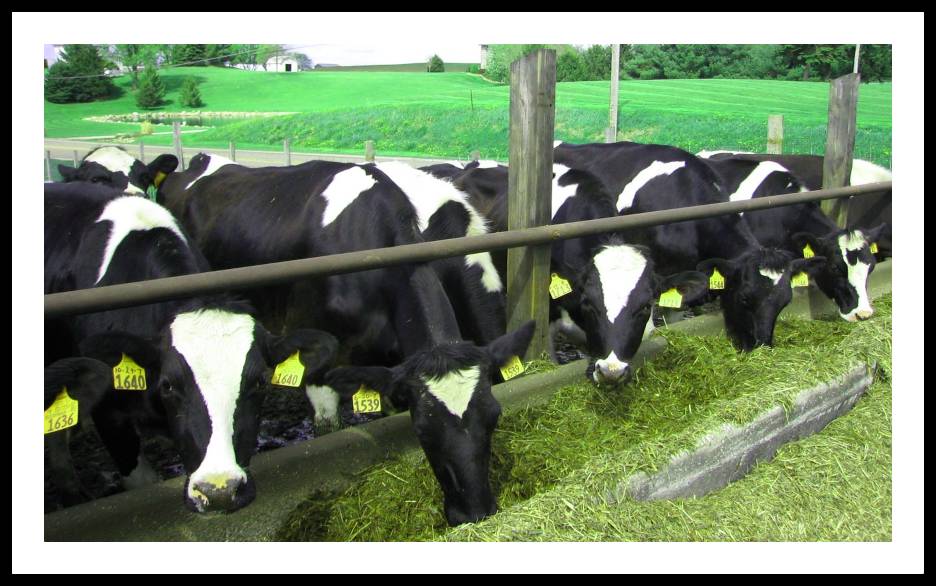 Dairy Farm : డైరీ ఫాం ప్రారంభించే ఆలోచనలో ఉన్నారా?..మీకోసమే… Dairy Farm : డైరీ ఫాం ప్రారంభించే ఆలోచనలో ఉన్నారా?..మీకోసమే…