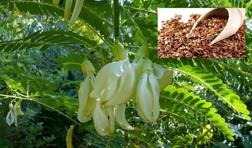 అవిశతో రోగాలు మాయం…ఎలాగంటే?.. అవిశతో రోగాలు మాయం…ఎలాగంటే?..
