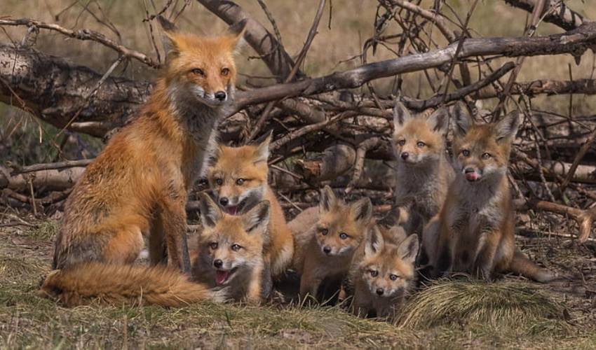 Fox Attack
