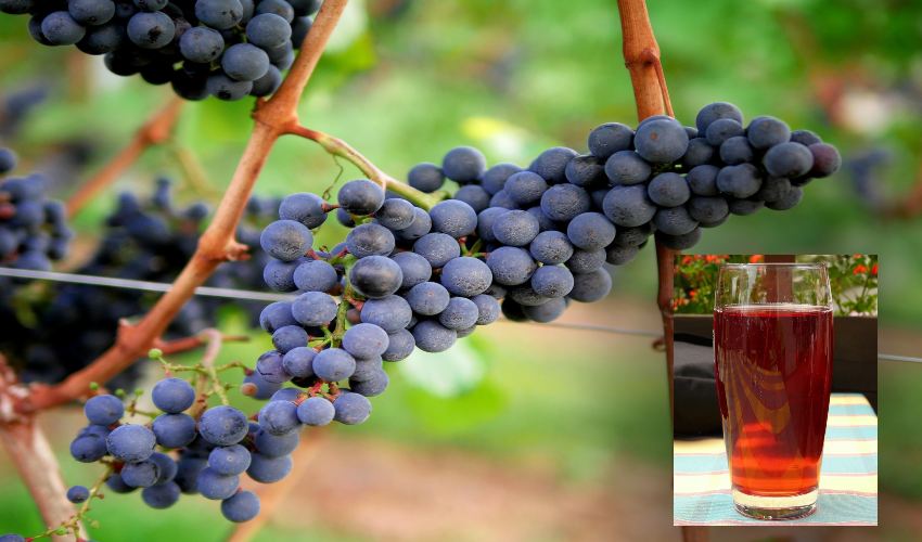 Grape Juice : నిద్రలేమి సమస్యలు… ద్రాక్ష జ్యూస్ తో చెక్!.. Grape Juice : నిద్రలేమి సమస్యలు… ద్రాక్ష జ్యూస్ తో చెక్!..