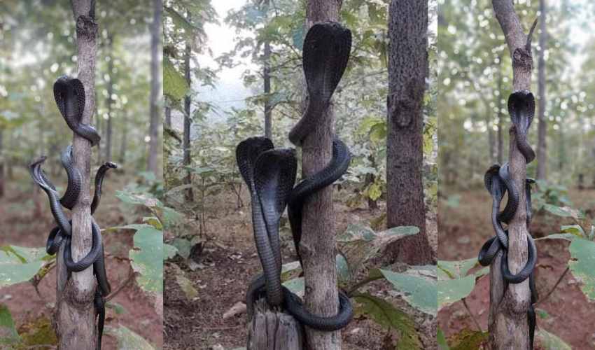 3 Black cobras : పడగ విప్పిన మూడు నల్ల కోడెనాగులు..చూస్తే వెన్నులో వణుకు..గుండె దడ ఖాయం 3 Black cobras : పడగ విప్పిన మూడు నల్ల కోడెనాగులు..చూస్తే వెన్నులో వణుకు..గుండె దడ ఖాయం