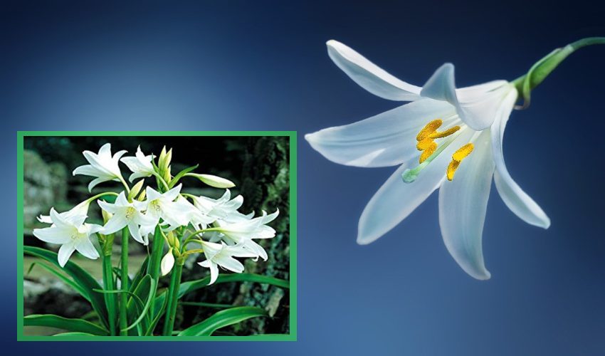 Lily Flower : లిల్లీ పూల సాగులో యాజమాన్యపద్దతులు Lily Flower : లిల్లీ పూల సాగులో యాజమాన్యపద్దతులు