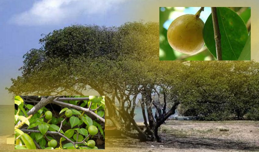 Manchineel