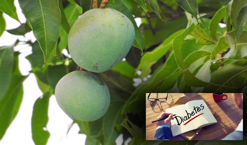 Mango Leaves : షుగర్ లెవల్స్ తగ్గించే మామిడాకులు.. Mango Leaves : షుగర్ లెవల్స్ తగ్గించే మామిడాకులు..