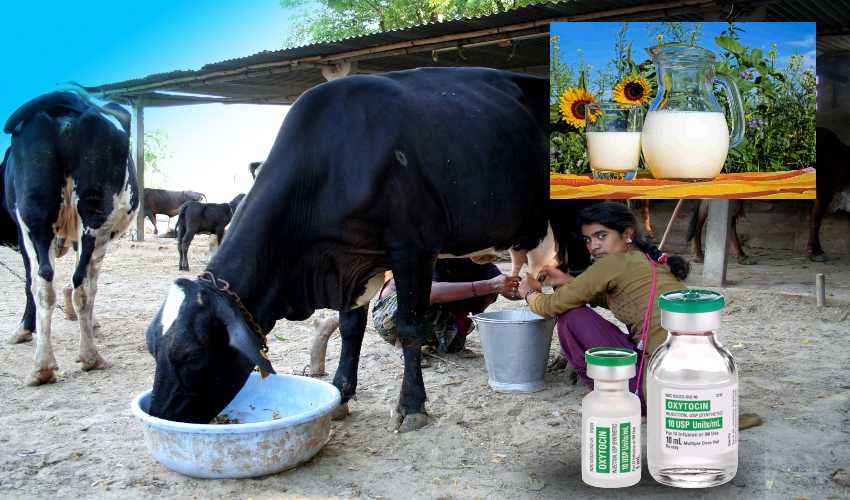 Oxytocin : అధిక పాలకోసం ఆక్సిటోసిన్ ఇంజక్షన్…పశువులకే కాదు మనుషులకు నష్టమే!.. Oxytocin : అధిక పాలకోసం ఆక్సిటోసిన్ ఇంజక్షన్…పశువులకే కాదు మనుషులకు నష్టమే!..