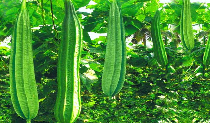 Ridge Gourd