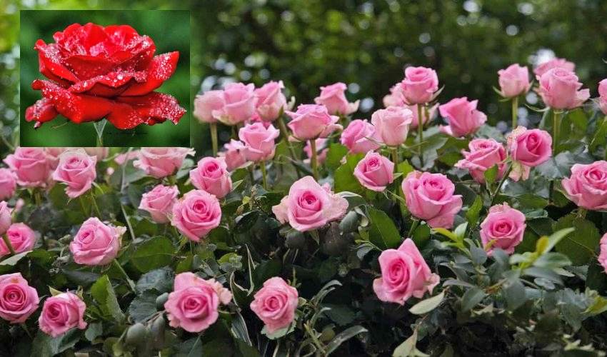 Rose Trees : గులాబీ మొక్కలు బాగా పూలు పూయాలంటే? Rose Trees : గులాబీ మొక్కలు బాగా పూలు పూయాలంటే?