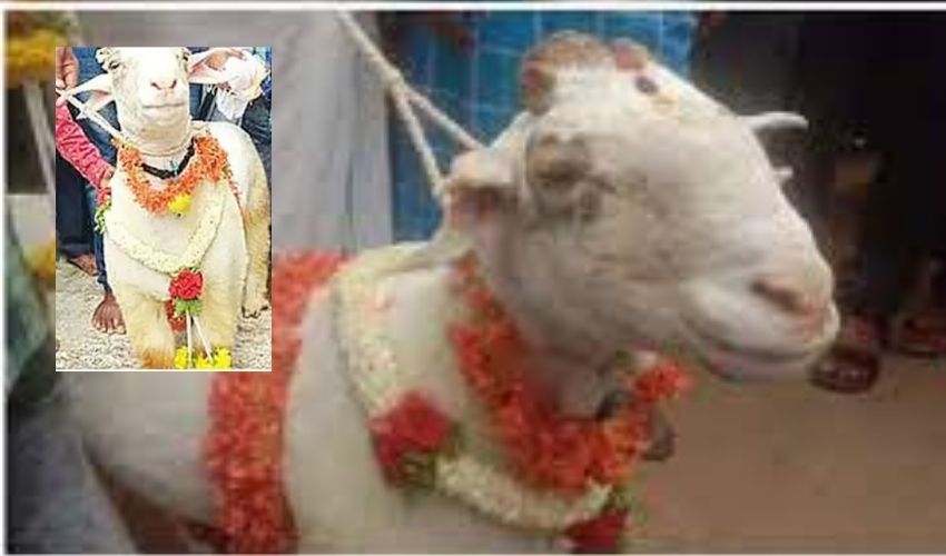 Sheep Sold Worth Rs 1.91 Lakh In Karnataka