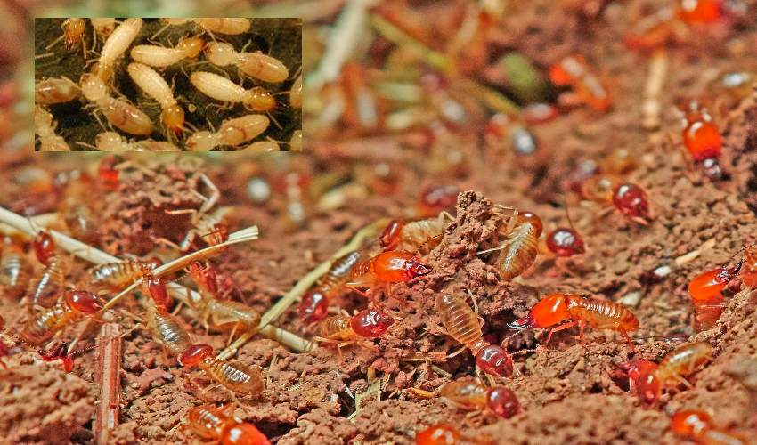 Termites