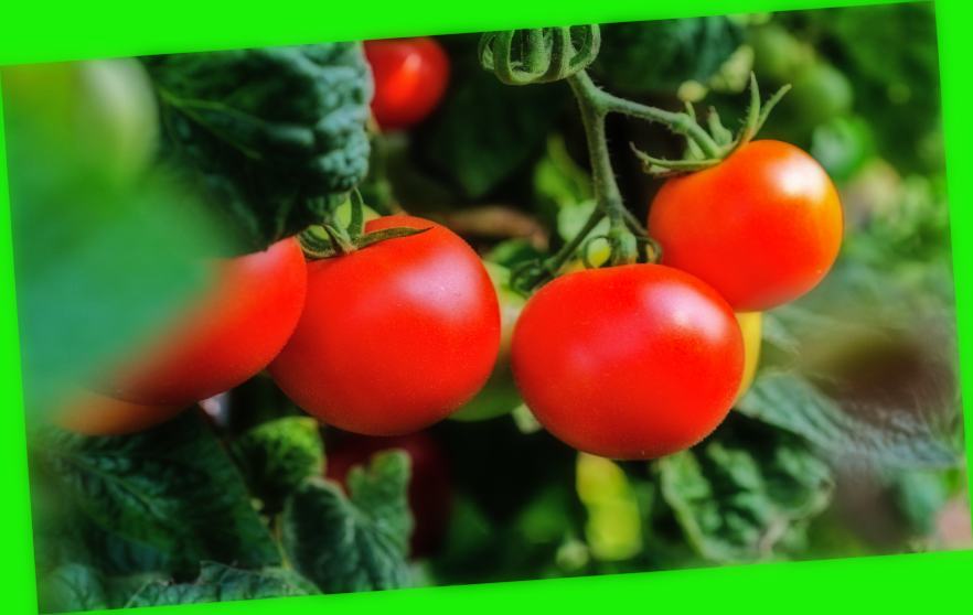 Tomato