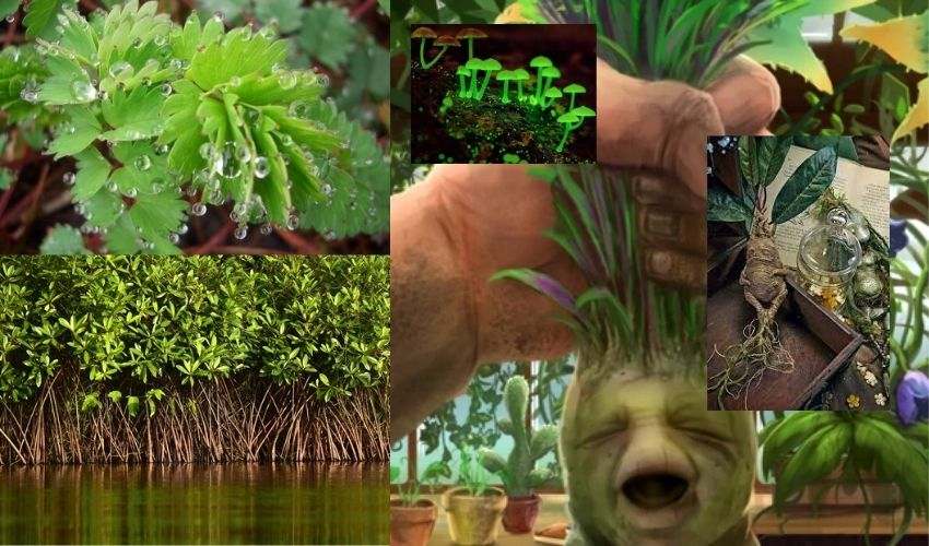 Unique Plants And Trees On Earth (1)