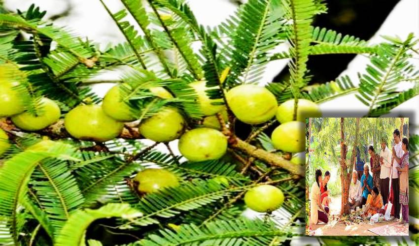 Vanabhojanalu : కార్తీక మాసంలో ఉసిరి చెట్టు క్రింద భోజనాలు ఎందుకు చేయాలి?… Vanabhojanalu : కార్తీక మాసంలో ఉసిరి చెట్టు క్రింద భోజనాలు ఎందుకు చేయాలి?…