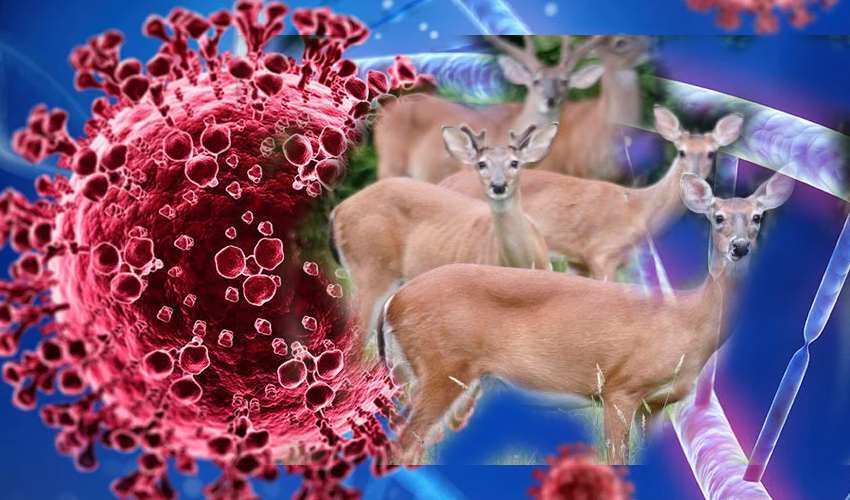 129 Deer In Us Infected With Coronavirus