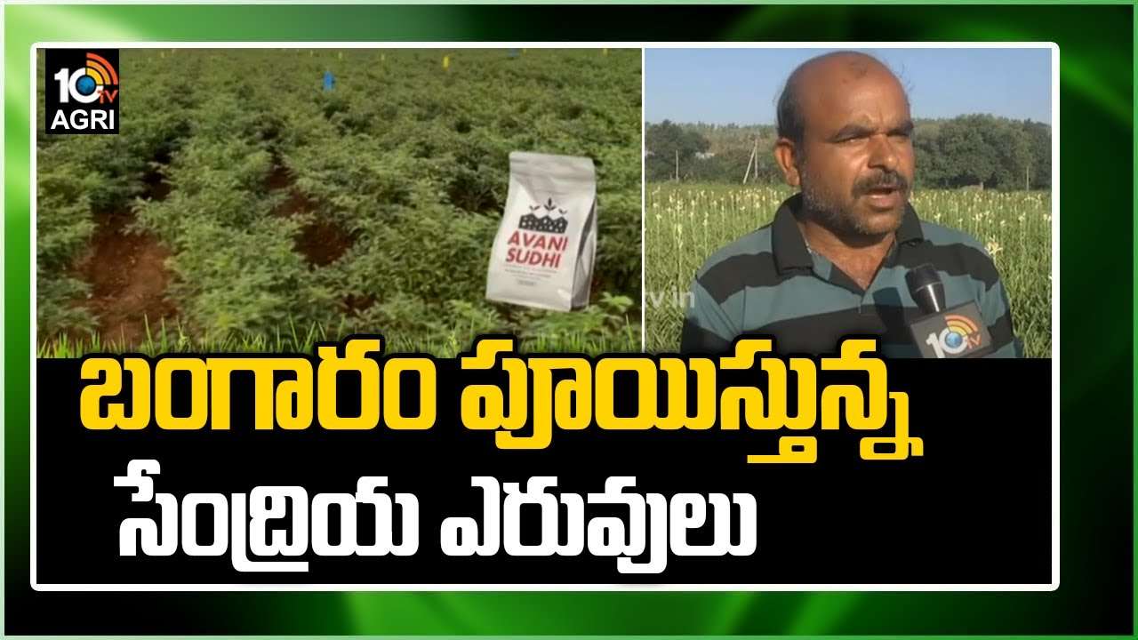 Farming Techniques: బంగారం పూయిస్తున్న సేంద్రియ ఎరువులు