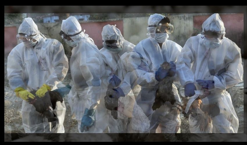 Bird Flu