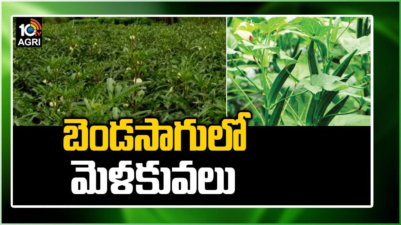 Farming Techniques: బెండసాగులో మెళకువలు