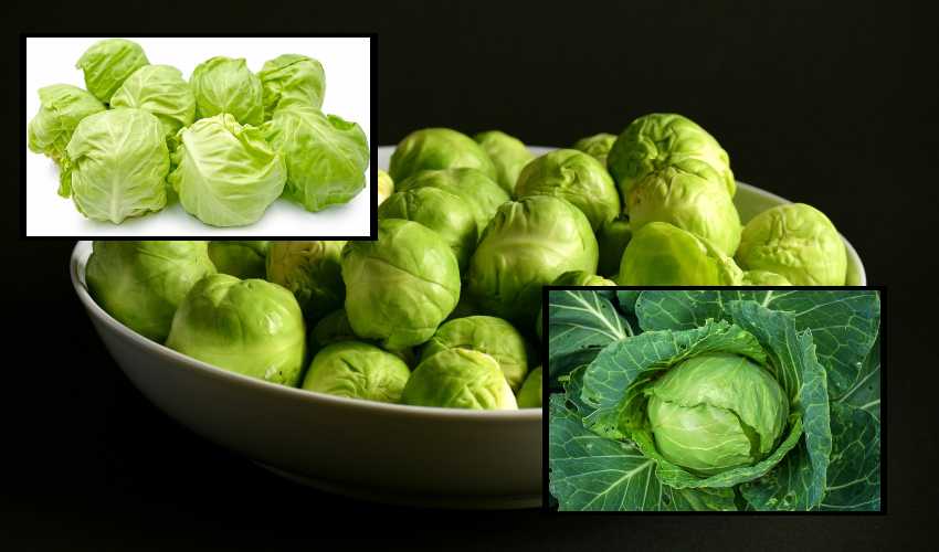 Cabbage