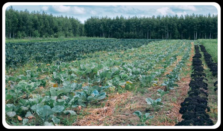 Cabbage Cultivation : రబీ క్యాబేజీ సాగులో యాజమాన్య పద్ధతులు Cabbage Cultivation : రబీ క్యాబేజీ సాగులో యాజమాన్య పద్ధతులు