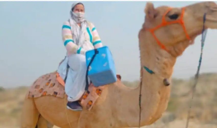 Camel