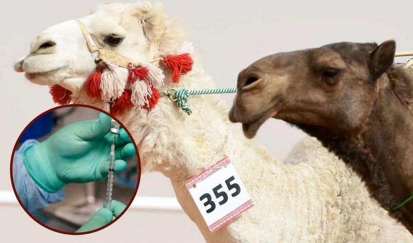Camels Beauty Contest:ఒంటెలకు అందాల పోటీలు.. ప్రైజ్మనీ కోసం మూగజీవాలపై హింస! Camels Beauty Contest:ఒంటెలకు అందాల పోటీలు.. ప్రైజ్మనీ కోసం మూగజీవాలపై హింస!