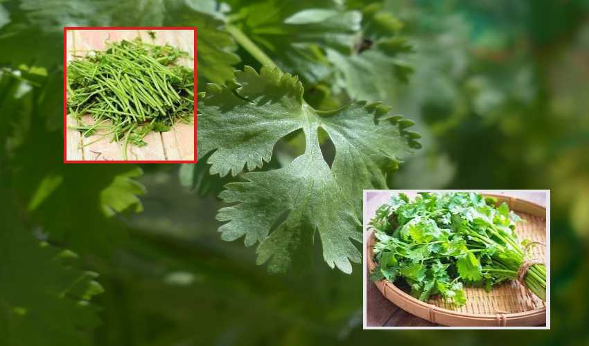Coriander Stalks : కొత్తిమీర కాడలు ఆరోగ్యానికి మంచిదే..! Coriander Stalks : కొత్తిమీర కాడలు ఆరోగ్యానికి మంచిదే..!