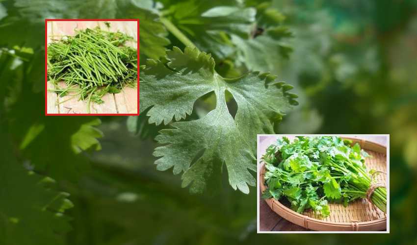 Coriander Stalks