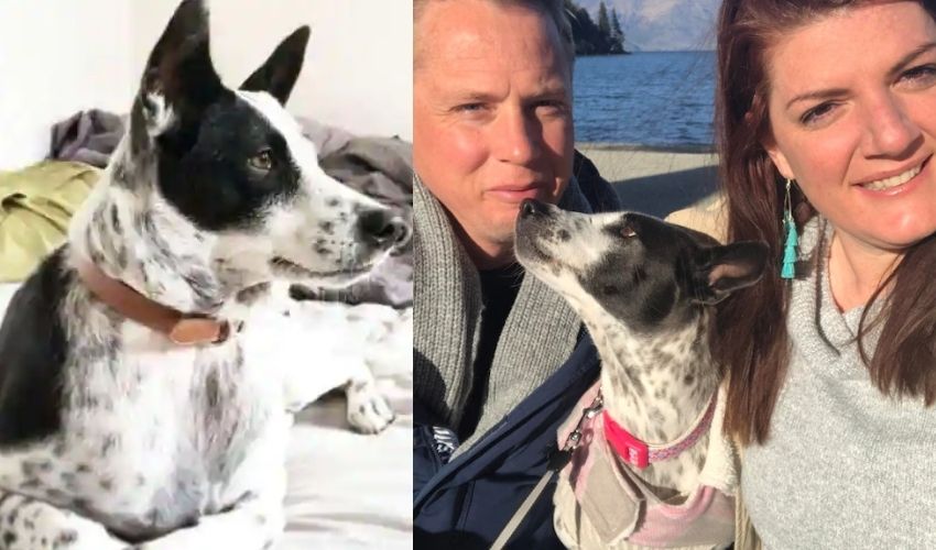 Australian couple : కుక్క కోసం…రూ. 24 లక్షలతో స్పెషల్ ప్రైవేట్ జెట్! Australian couple : కుక్క కోసం…రూ. 24 లక్షలతో స్పెషల్ ప్రైవేట్ జెట్!