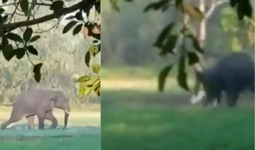 Man Attacked By Elephant : వెంటాడి మరీ దాడి చేసిన ఏనుగు..వీడియో Man Attacked By Elephant : వెంటాడి మరీ దాడి చేసిన ఏనుగు..వీడియో