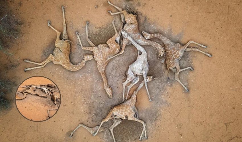 Giraffe Dying In Drought Stricken Kenya