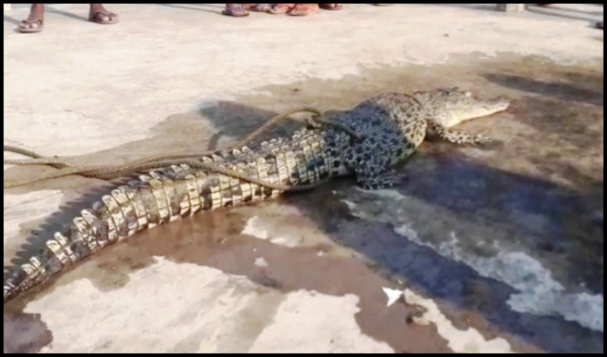 Juvenile Crocodile Trapped In Fishing Net Rescued
