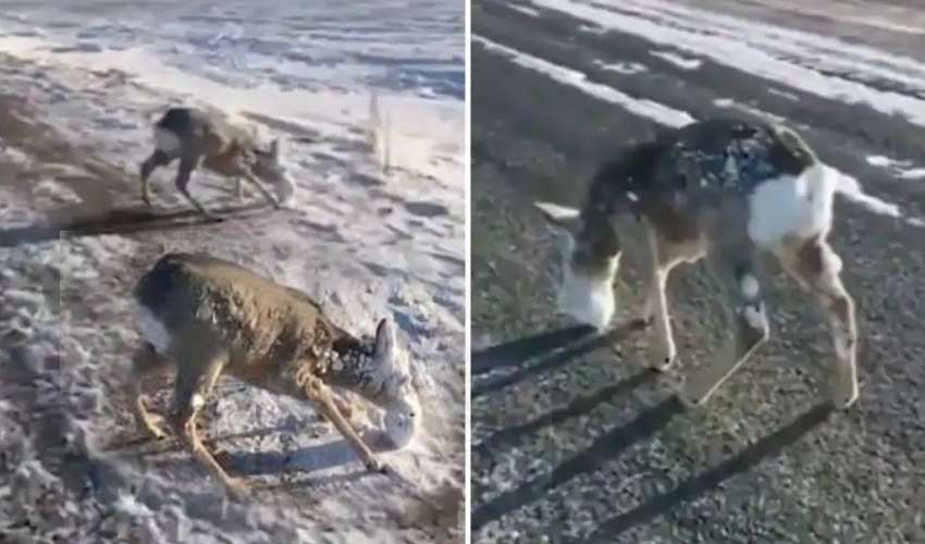 Kazakhstan Frozen Deer