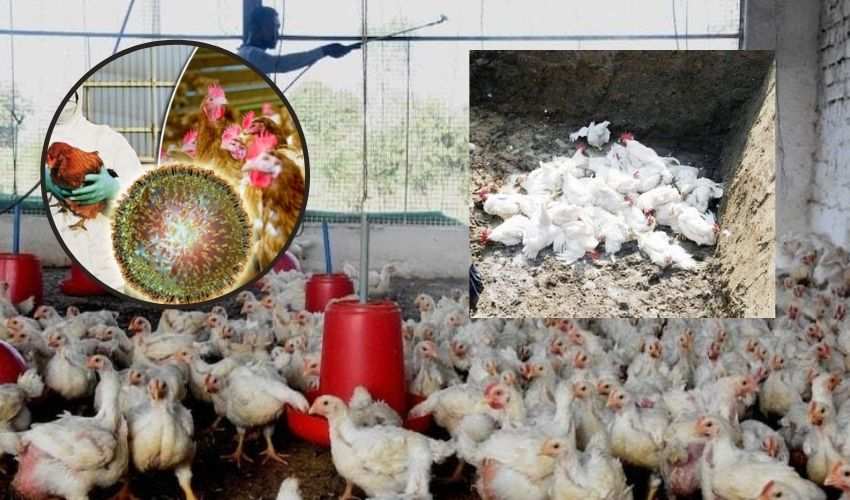 Bird Flu In Kerala : కొట్టాయంలో బర్డ్ ఫ్లూ..వేలాది బాతులు, కోళ్లను చంపి తగలబెట్టేందుకు బృందాలు Bird Flu In Kerala : కొట్టాయంలో బర్డ్ ఫ్లూ..వేలాది బాతులు, కోళ్లను చంపి తగలబెట్టేందుకు బృందాలు
